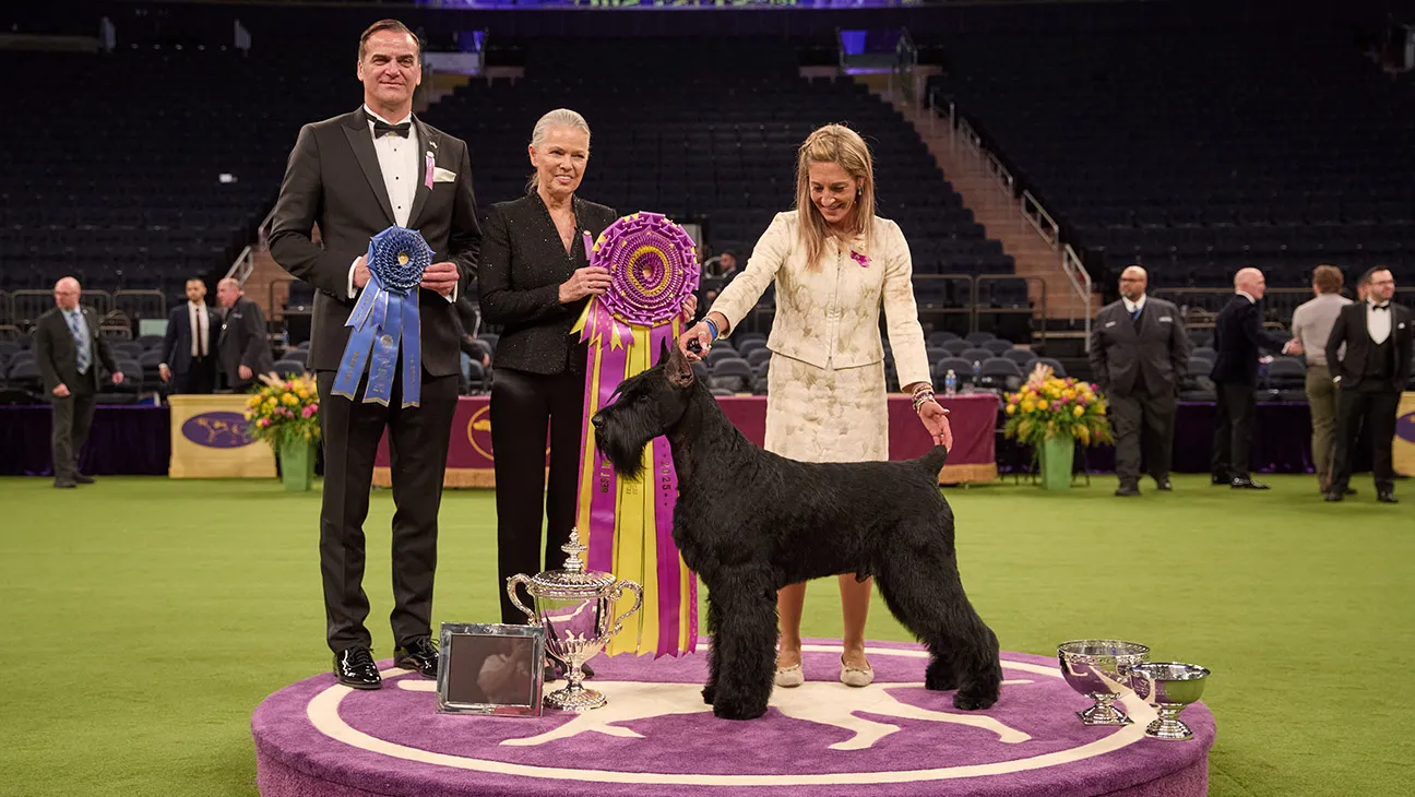 The Westminster Dog Show to Stream on Netflix in 2027